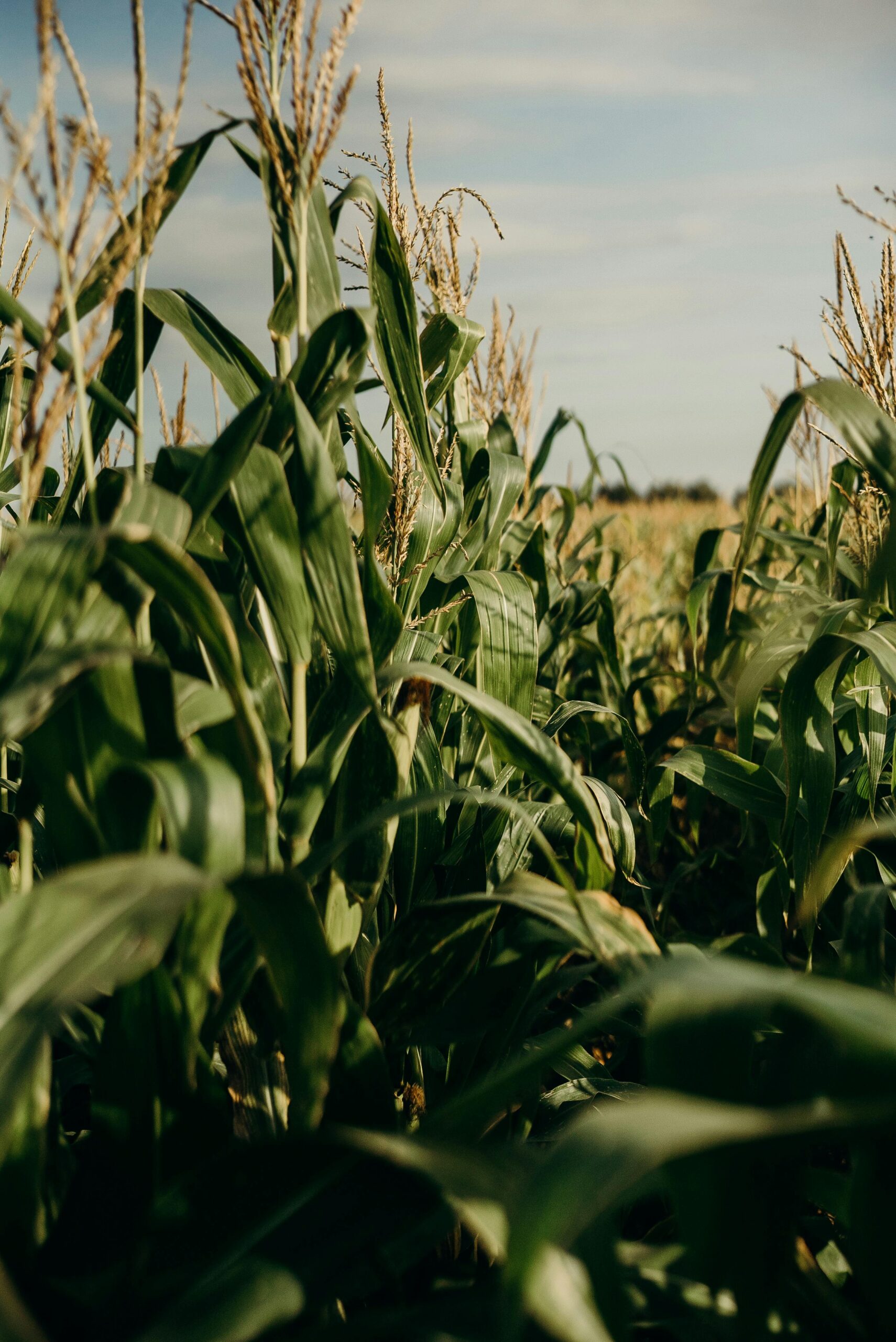 A vibrant cornfield with lush green leaves under a clear blue sky. Perfect for agricultural themes.